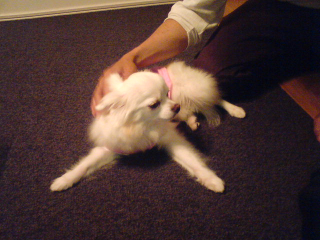 inu
