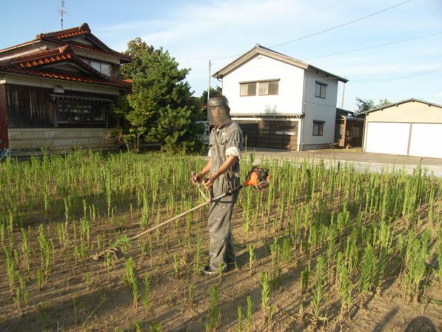 kusakarimasao
