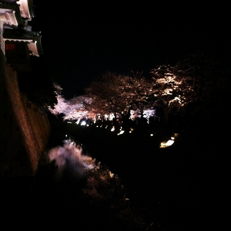 ohorisakura