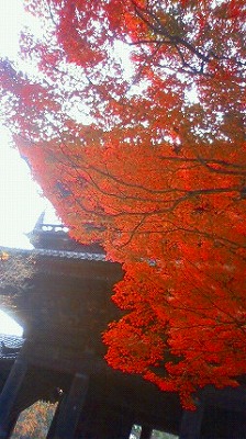 wamiko201011251459000